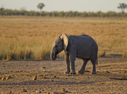 Navigating the Elephant in the Room: How Profit and Sustainability Can Coexist