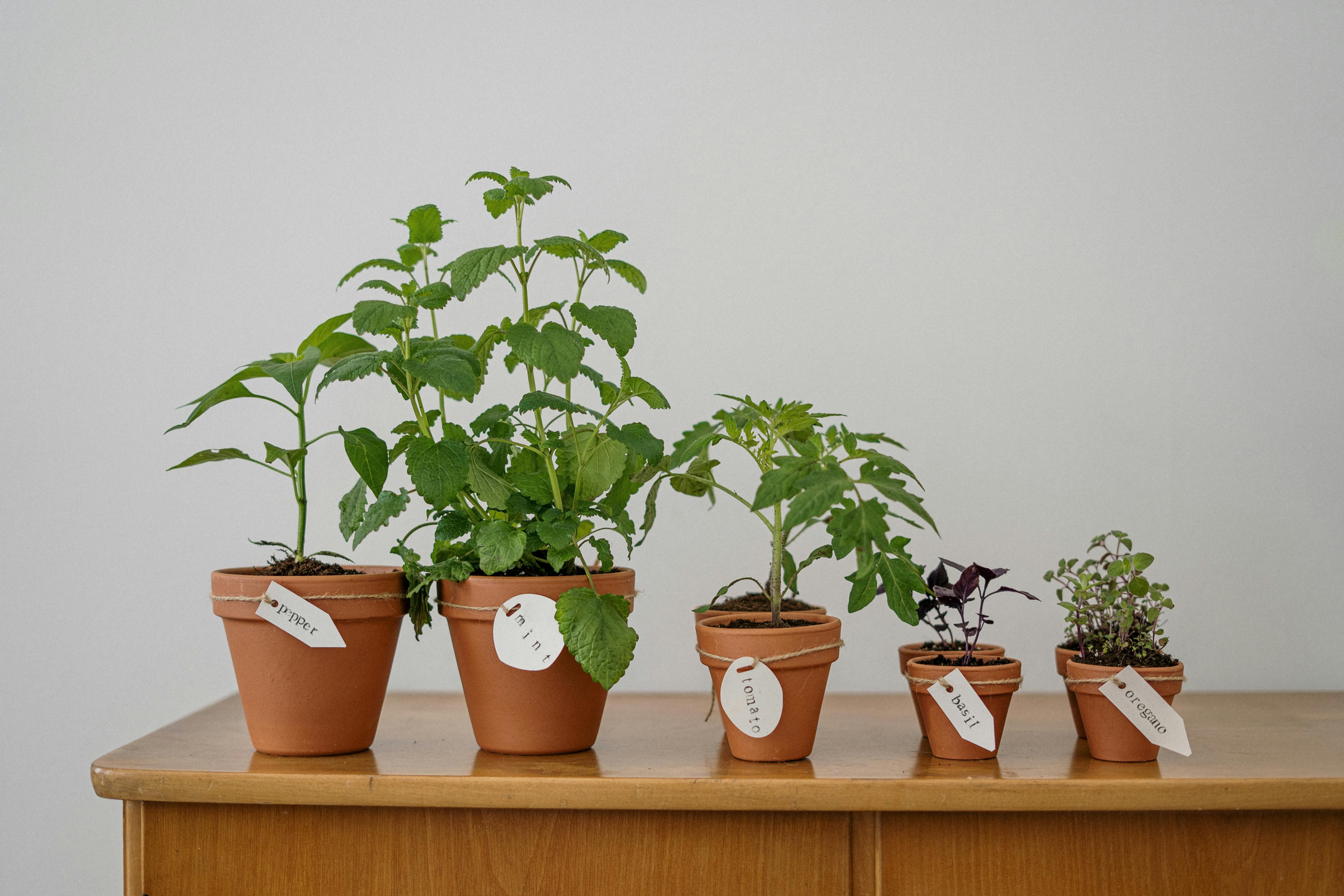 The Rise of Sustainability in Compliance Roles: A Business Imperative for the Future